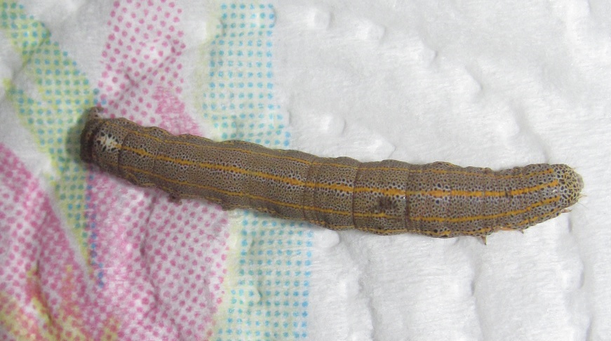 Bruco da ID - Aedia leucomelas, Noctuidae